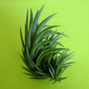 2-inch baby air plant